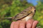 Grasshopper Sparrow by Georg Hentsch