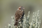 Lark Sparrow by Mick Dryden