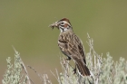 Lark Sparrow by Mick Dryden