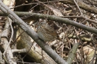 Lincolns Sparrow by Mick Dryden Lincolns Sparrow by Mick Dryden