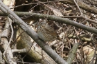 Lincolns Sparrow by Mick Dryden