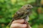 Lincoln's Sparrow by Georg Hentsch