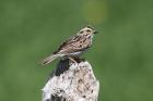 Savannah Sparrow by Mick Dryden