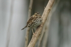 Savannah Sparrow by Mick Dryden