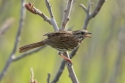 Song Sparrow by Mick Dryden