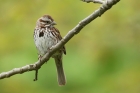 Song Sparrow by Mick Dryden