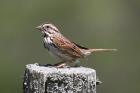 Song Sparrow by Mick Dryden