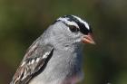 White crowned Sparrow by Mick Dryden