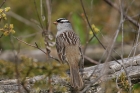 White crowned Sparrow by Mick Dryden