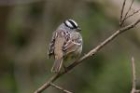 White crowned Sparrow by Mick Dryden