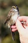 White-throated Sparrow by Mick Dryden