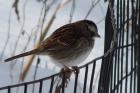 White-throated Sparrow by Kevin Mansell