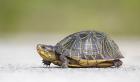Box Turtle by Kris Bell