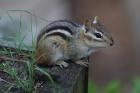 Chipmunk by Mick Dryden