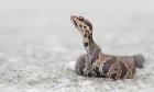 Cottonmouth by Kris Bell