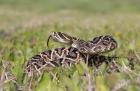 Eastern Diamon-back Rattlesnake by Kris Bell