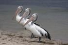 Australian Pelicans by Mick Dryden