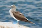 Blue-footed Booby by Mick Dryden