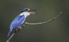 Collared Kingfisher by Kris Bell