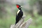 Cream-backed Woodpecker by Mick Dryden