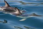 Dusky Dolphins by Mick Dryden
