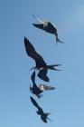 Great Frigatebirds by Mick Dryden