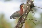 Green Heron by Mick Dryden