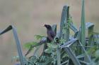 Jungle Myna by Mick Dryden