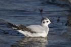 Little Gull by Mick Dryden