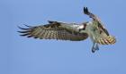 Osprey by Kris Bell Osprey by Kris Bell
