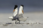 Royal Terns by Kris Bell