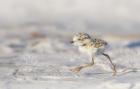 Snowy Plover by Kris Bell