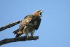 Tawny Eagle by Mick Dryden