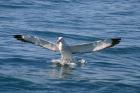 Wandering Albatross by Mick Dryden