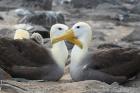 Waved Albatrosses by Mick Dryden Waved Albatrosses by Mick Dryden