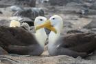 Waved Albatrosses by Mick Dryden