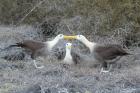 Waved Albatrosses by Mick Dryden
