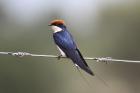 Wire-tailed Swallow by Mick Dryden