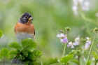 Brambling by Romano da Costa