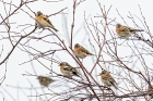 Bramblings by Romano da Costa