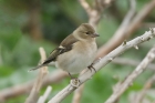 Chaffinch by Mick Dryden