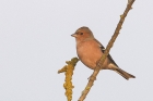 Chaffinch by Mick Dryden