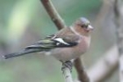 Chaffinch by Mick Dryden
