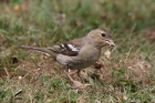 Chaffinch by Mick Dryden Chaffinch by Mick Dryden