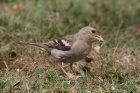 Chaffinch by Mick Dryden