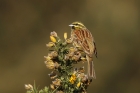 Cirl Bunting by Mick Dryden Cirl Bunting by Mick Dryden