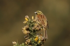 Cirl Bunting by Mick Dryden