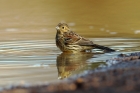 Cirl Bunting by Alan Modral