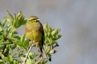 Cirl Bunting by Alan Gicquel