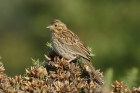 Cirl Bunting by Mick Dryden